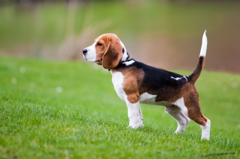 Chó Beagles