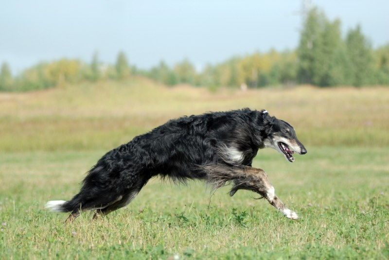 Chó Borzoi (tốc độ tối đa: 58 km/h)