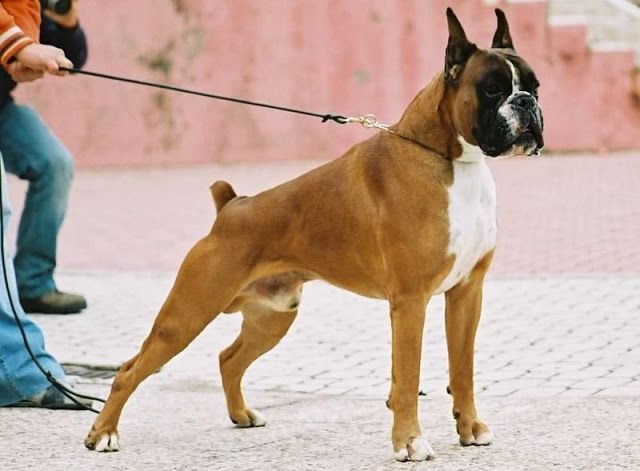 Chó Boxer
