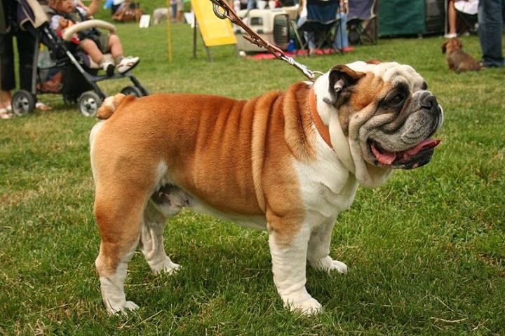 Chó Bull (English Bulldog)