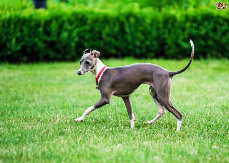 Chó Greyhound (tốc độ tối đa: 70 km/h)