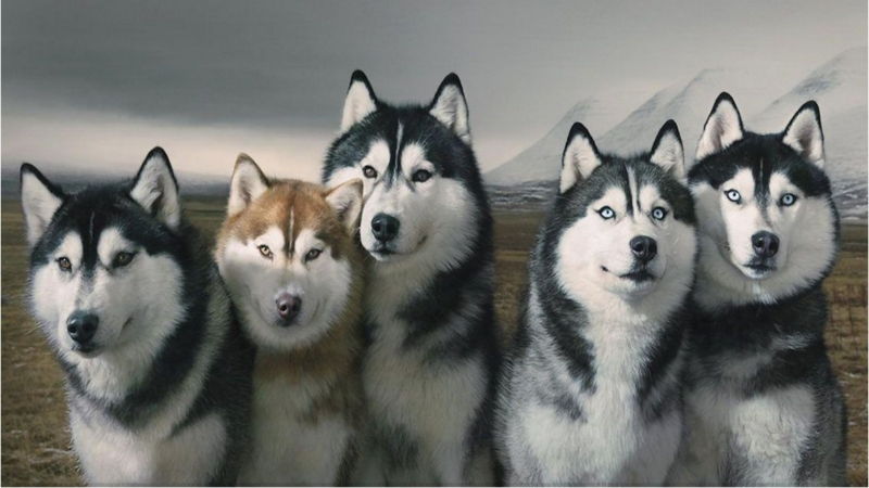 Chó Siberian Huskies