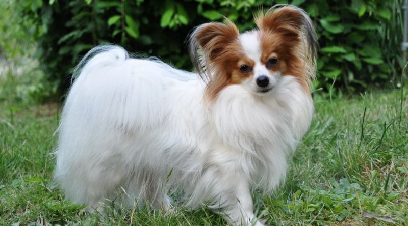 Chó bướm (Papillon) - một trong các những loài chó cảnh thông minh nhất thế giới