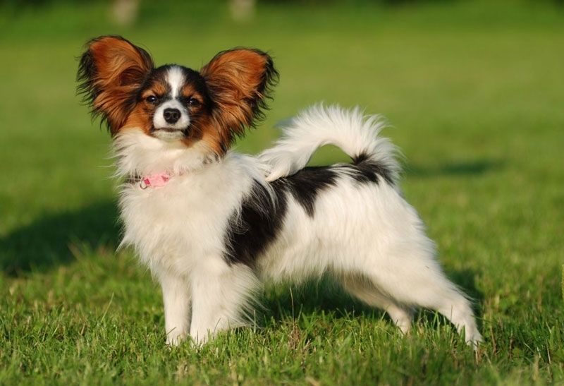 Chó bướm (Papillon) - một trong các những loài chó cảnh thông minh nhất thế giới