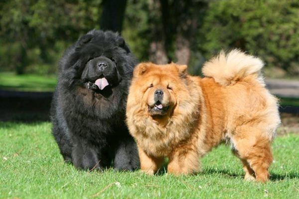 Chow-Chow