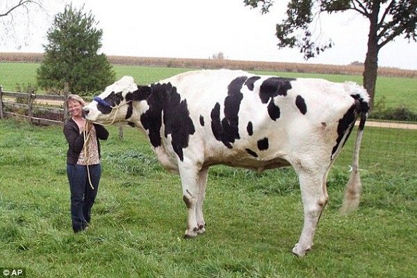 Chú bò cao nhất thế giới