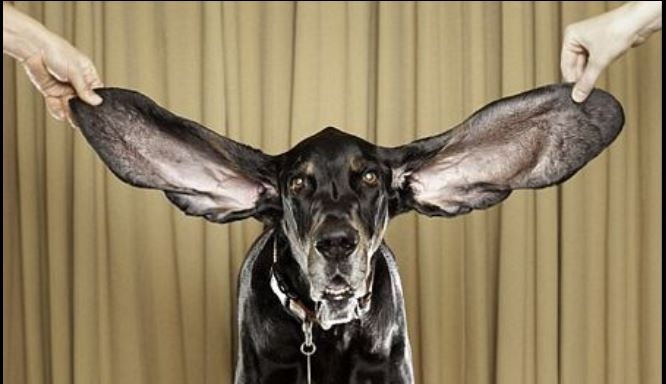 Chú chó có đôi tai dài nhất