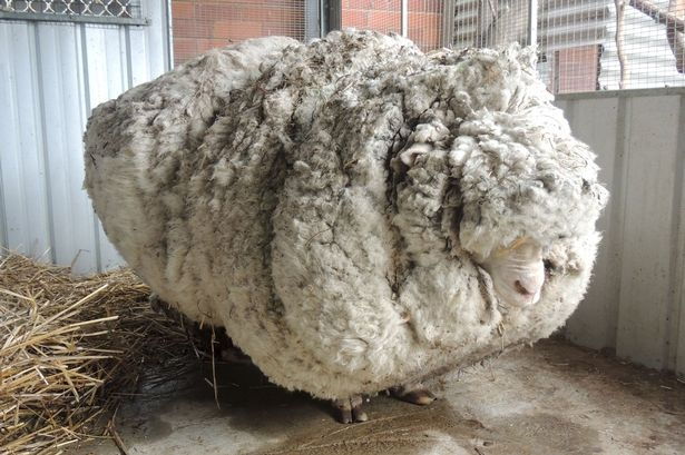 Chú cừu lông dày nhất thế giới