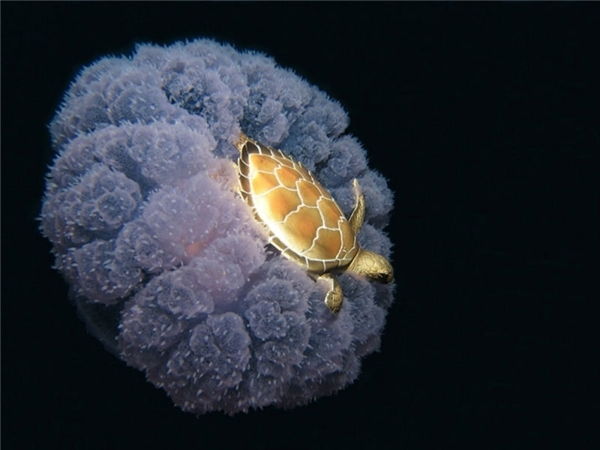 Chú rùa đang quá giang trên lưng một con sứa
