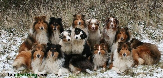 Collie - một trong các những loài chó cảnh thông minh nhất thế giới