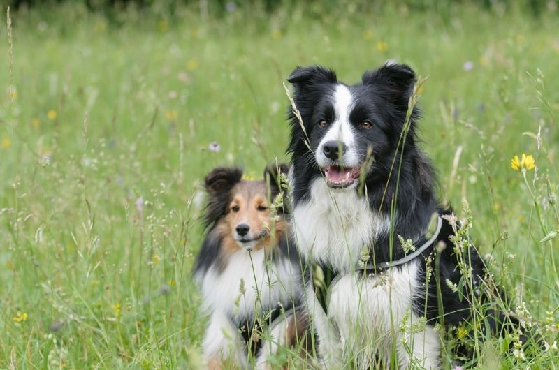 Collie - một trong các những loài chó cảnh thông minh nhất thế giới