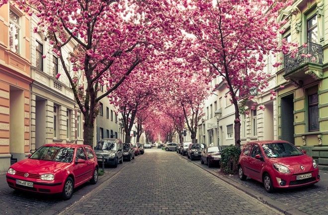 Con đường hoa anh đào ở Đức