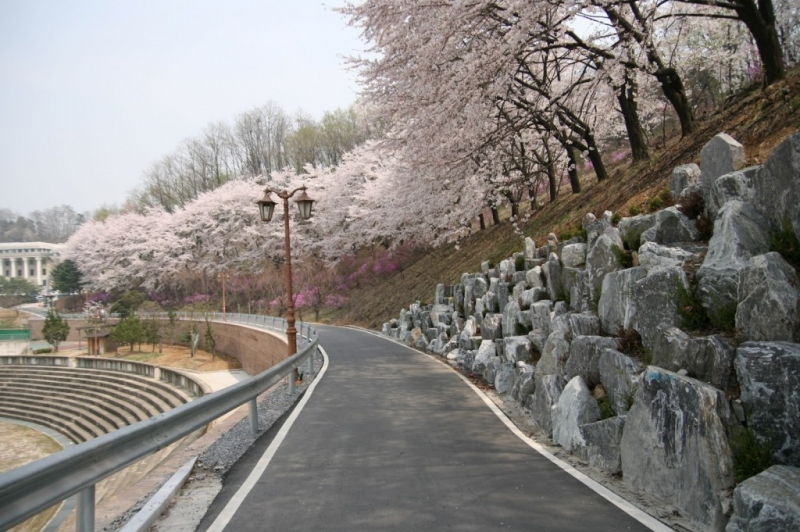 Con đường hoa anh đào trong trường đại học Kyung Hee