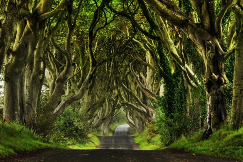 Còn đường nổi tiếng với hàng cây cổ thụ ở Ireland