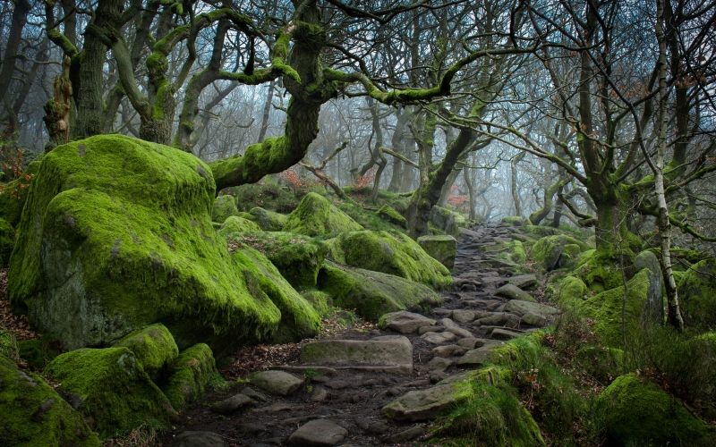 Con đường tại Padley Gorge thuộc vườn quốc gia Peak District, Anh