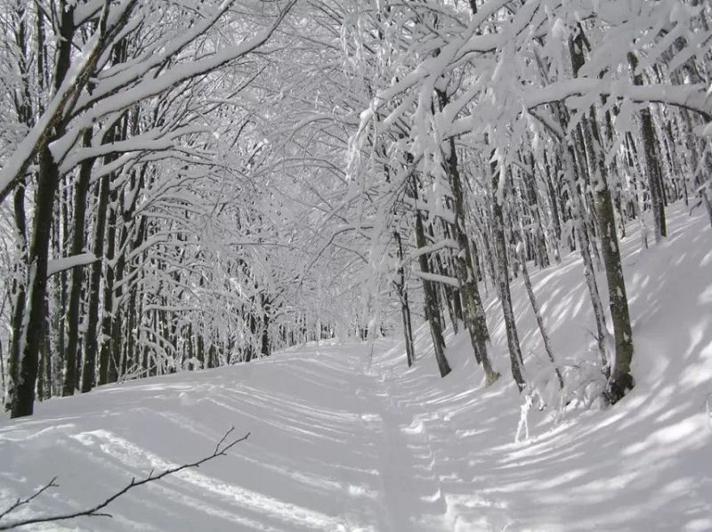 Con đường tuyết ở vườn Quốc gia Campigna, Ý