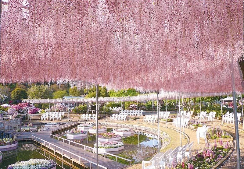 Công viên hoa tử đằng (Nhật Bản)