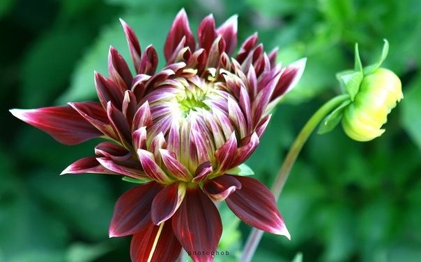 Cúc thược dược – loài hoa mang vẻ đẹp tươi thắm và hạnh phúc