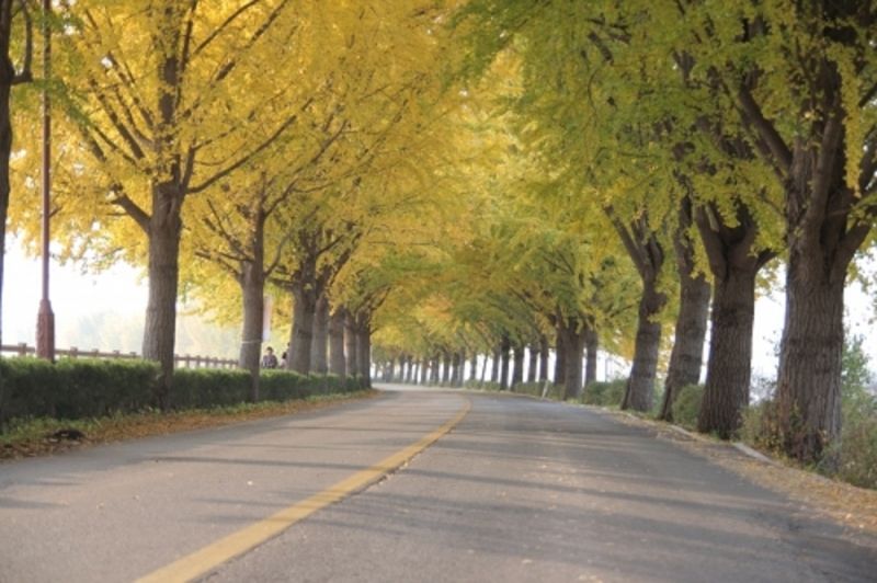 Đại lộ cây ngân hạnh ở Hyeonchungsa