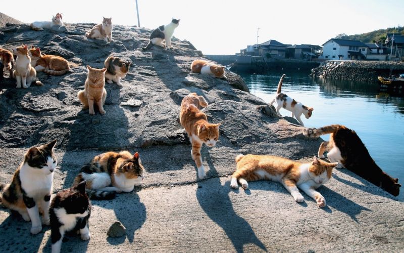 Đảo mèo (Tashirojima Island)