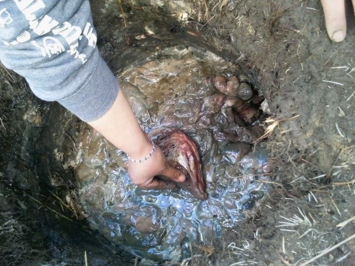Đầu cá hồi chôn sống (Hoa Kỳ)