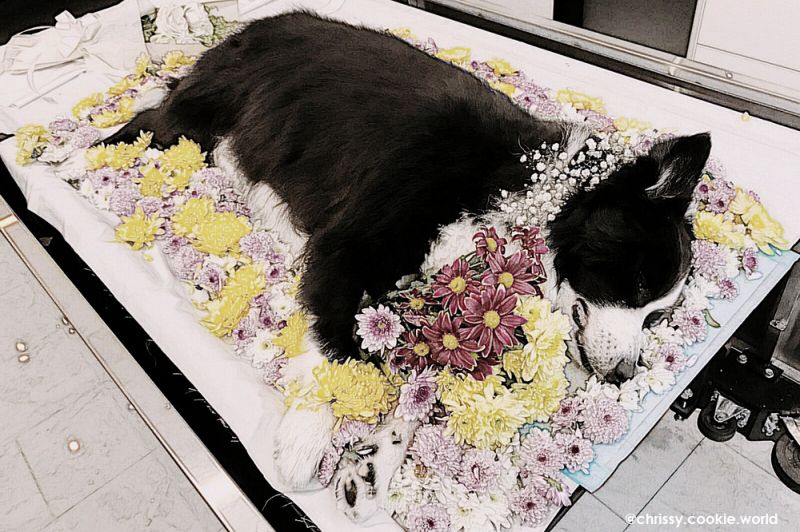 Dịch vụ mai tang thú cưng – Burial & Cremation Dreampet