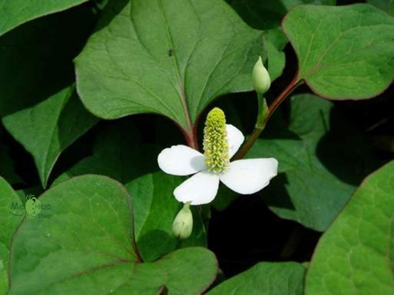 Diếp cá, nước cháo và đường Diếp cá, nước cháo và đường