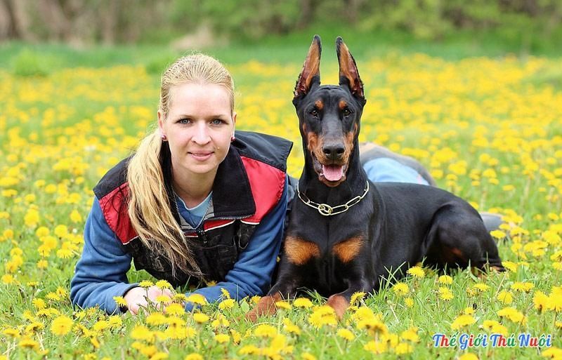 Dobermann - một trong các những loài chó cảnh thông minh nhất thế giới