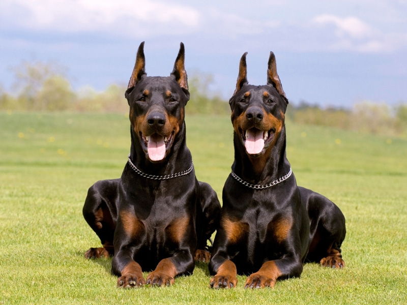 Dobermann - một trong các những loài chó cảnh thông minh nhất thế giới