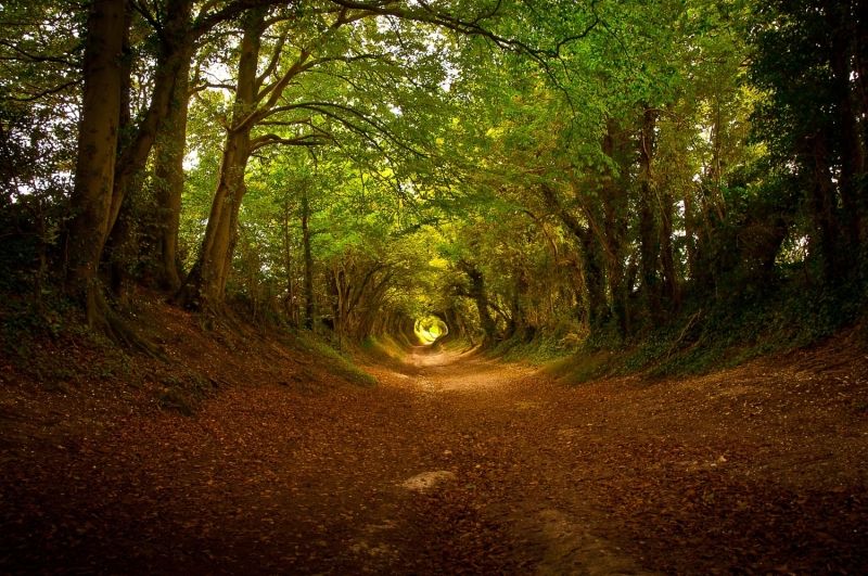 Đường mòn dẫn lên cối xay gió Halnaker nổi tiếng ở Sussex, Anh