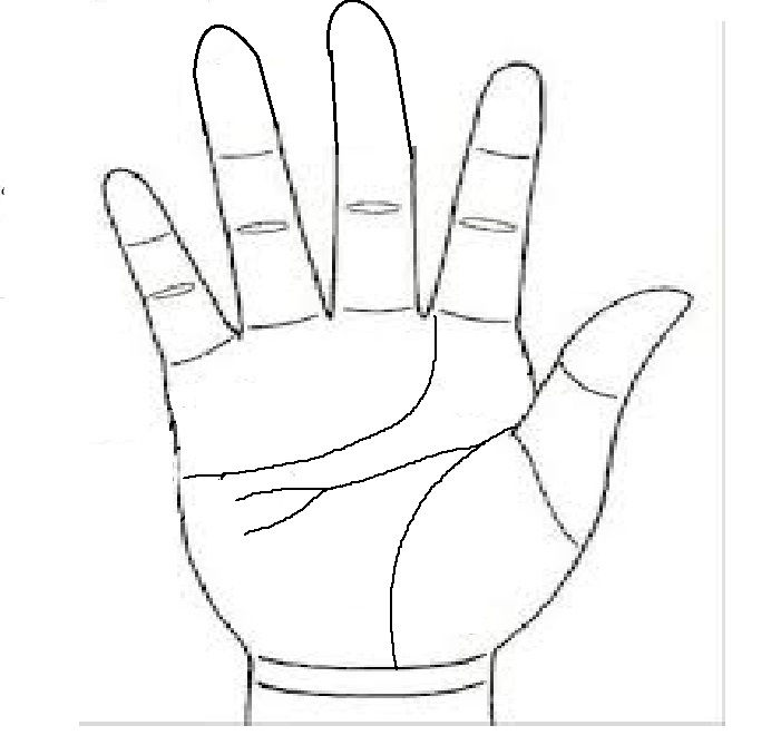 Đường trí não kết thành hình chẽ Đường trí não kết thành hình chẽ