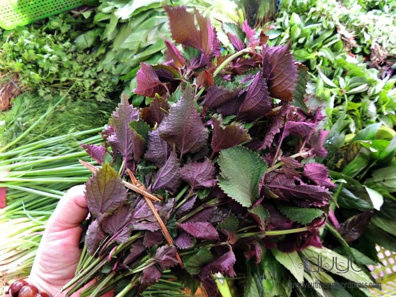 Dùng lá tía tô Dùng lá tía tô