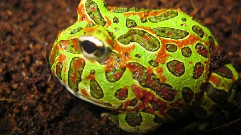 Ếch sừng Argentina – The Argentine Horned Frog