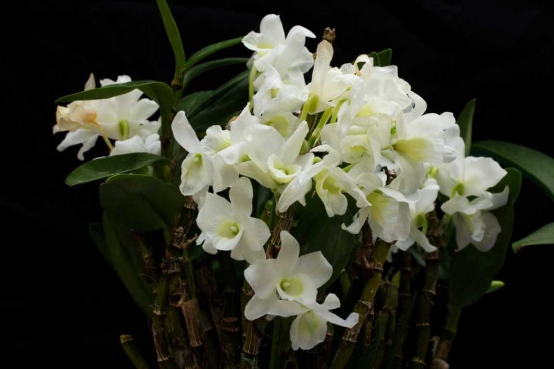 Giỏ phong lan trắng của ba