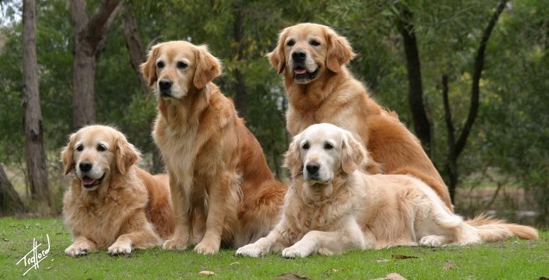 Golden (Golden Retriever) - một trong các những loài chó cảnh thông minh nhất thế giới