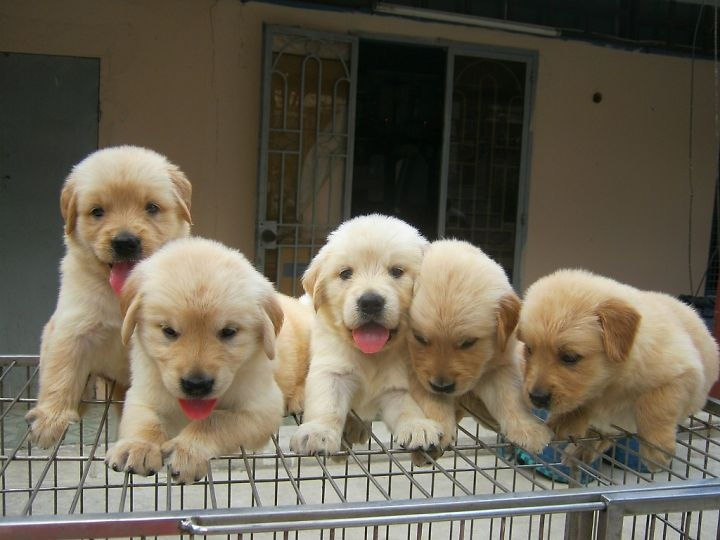 Golden (Golden Retriever) - một trong các những loài chó cảnh thông minh nhất thế giới