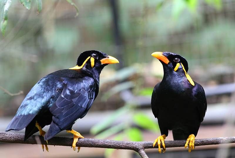 Hill Myna - Chim Yểng