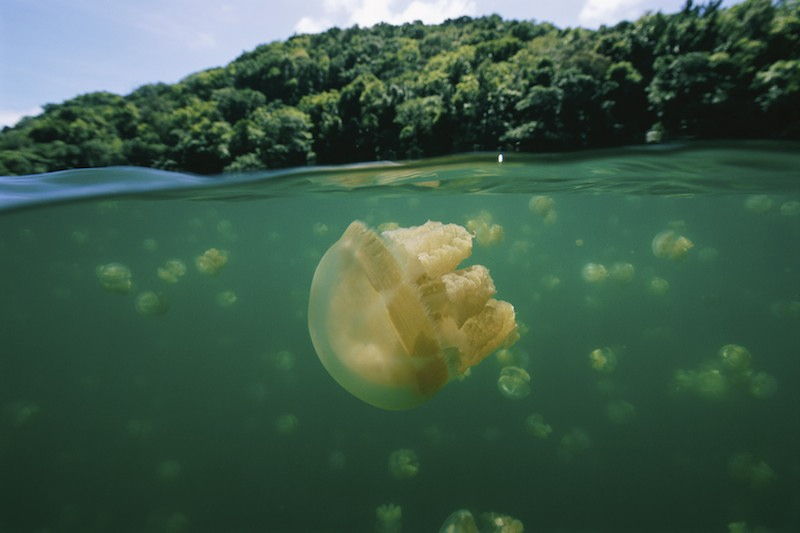 Hồ Jellyfish