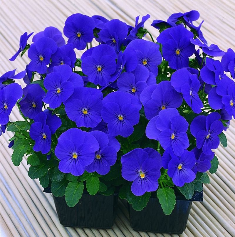 Hoa Viola xanh tím