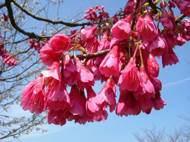 Hoa anh đào Kanhizakura