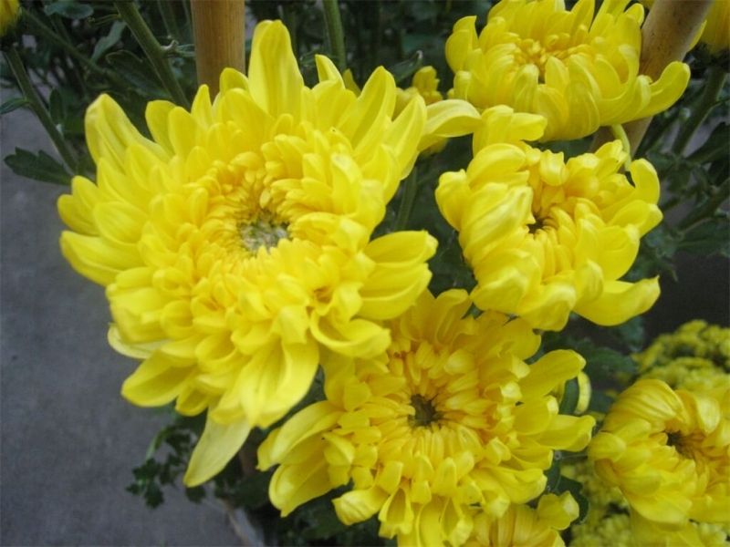 Hoa cúc vàng