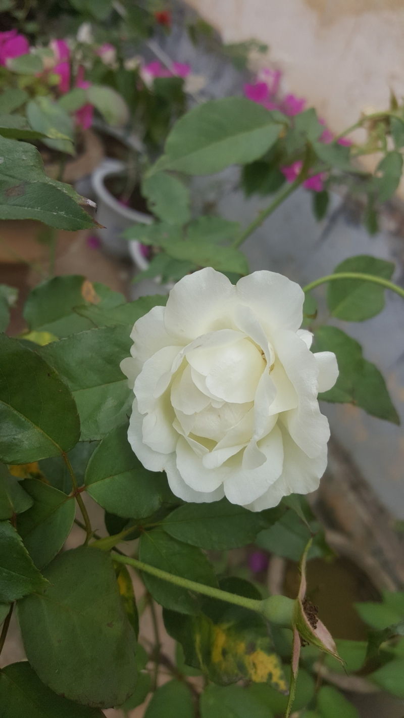 Hoa hồng bạch chưng đường phèn