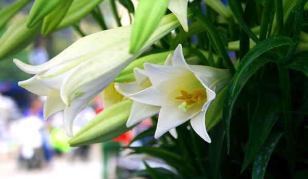Hoa huệ tây – loài hoa mang vẻ đẹp của sự hòa hợp