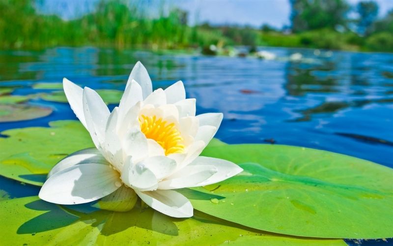 Hoa sen trắng – loài hoa mang vẻ đẹp trong sáng và thuần khiết của tâm hồn