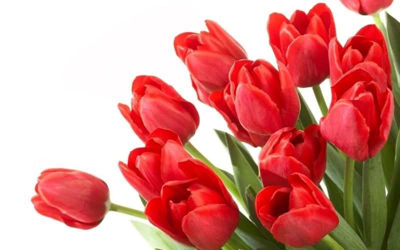 Hoa tulip – loài hoa mang vẻ đẹp của sự vui vẻ và thứ tha