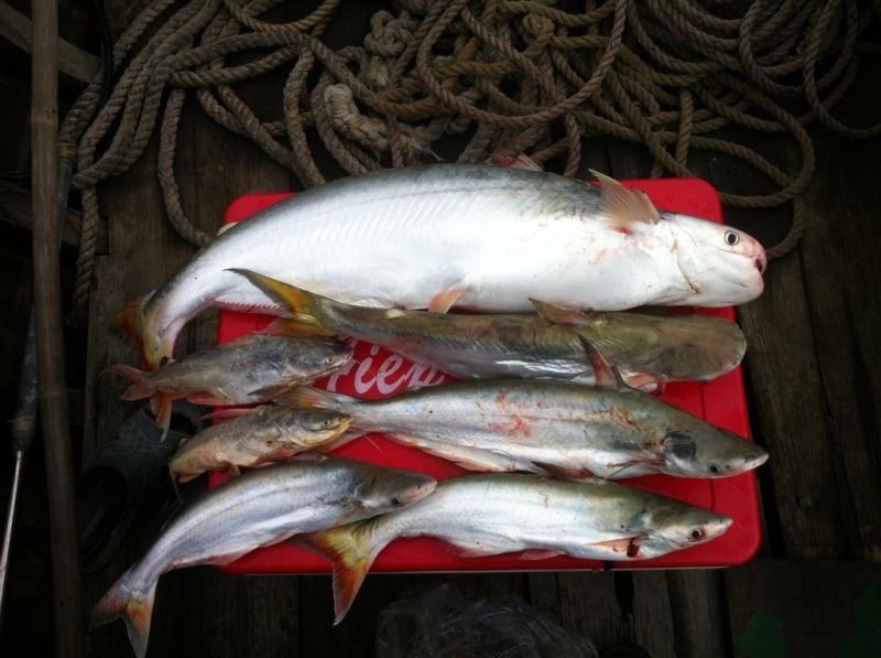 Hội thi câu cá và thả sinh vật biển, tái tạo nguồn lợi thuỷ sản