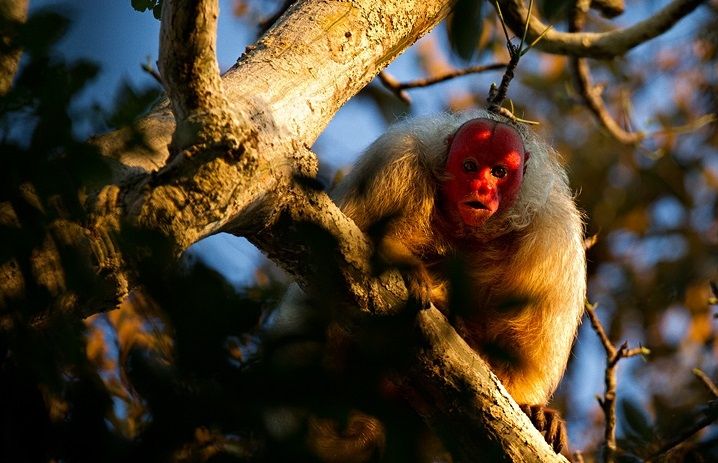 Khỉ Bald Uakari