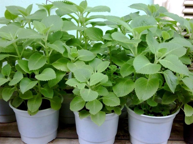 Lá húng chanh chưng đường phèn hoặc mật ong