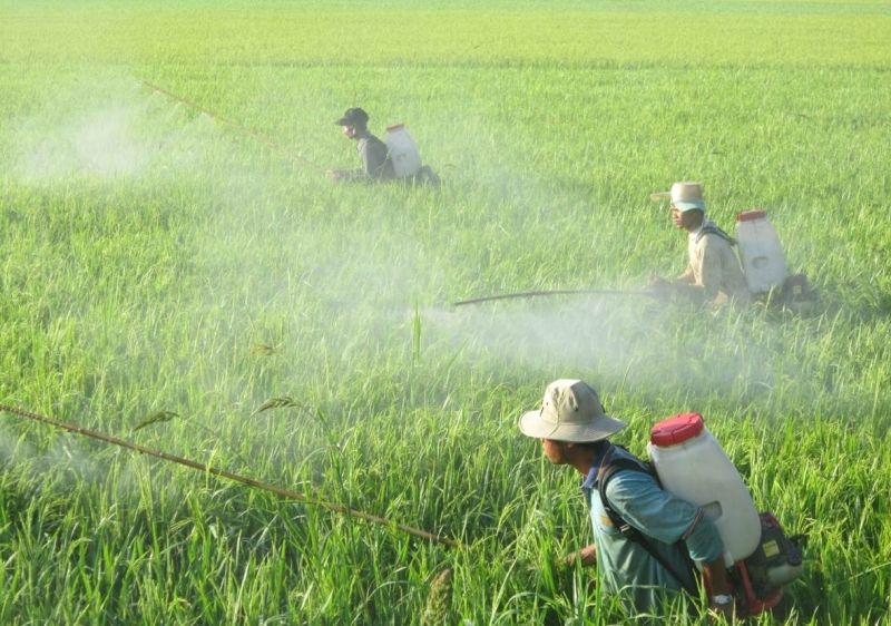 Lạm dụng thuốc trừ sâu và phân bón hóa học