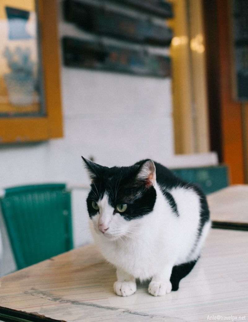 Làng mèo Houtong – Cat Village